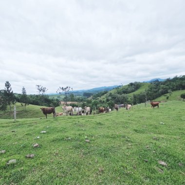 Fazenda para Venda no bairro Rio Azul em Rio do Campo 43,4 hectares